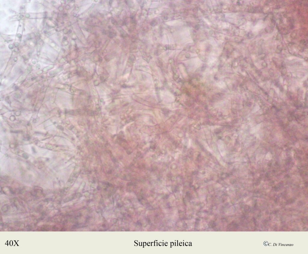 Spongipellis delectans - n.c. Somion delectans (Peck) Vlasàk & Spirin 2023.
