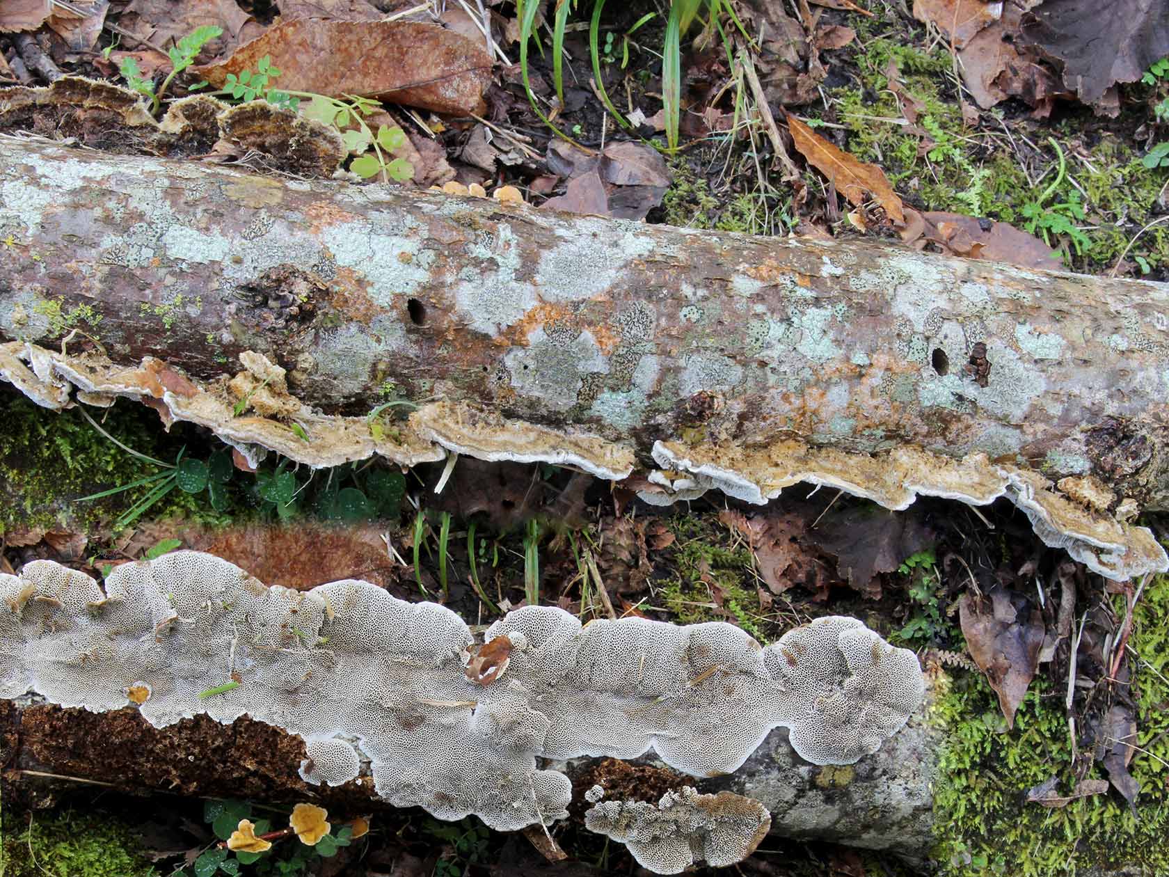 Trametes-suaveolens (L.)-p.-1838