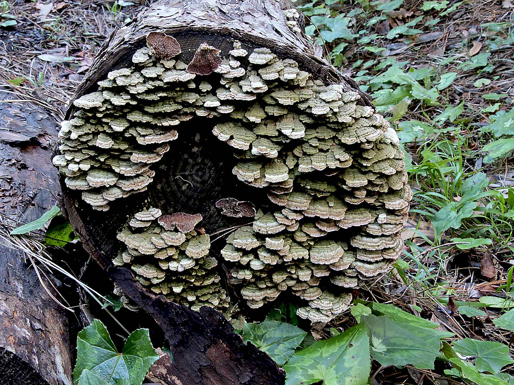 Trichaptum fuscoviolaceum (Ehrenb.) Ryvarden 1972