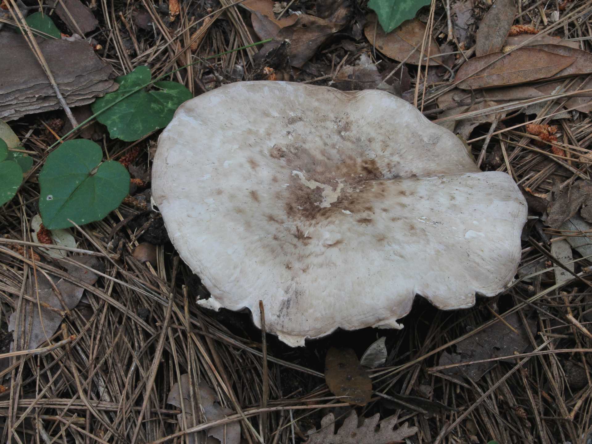 Agaricus brunneolus (JE Lange) Pilat 1951