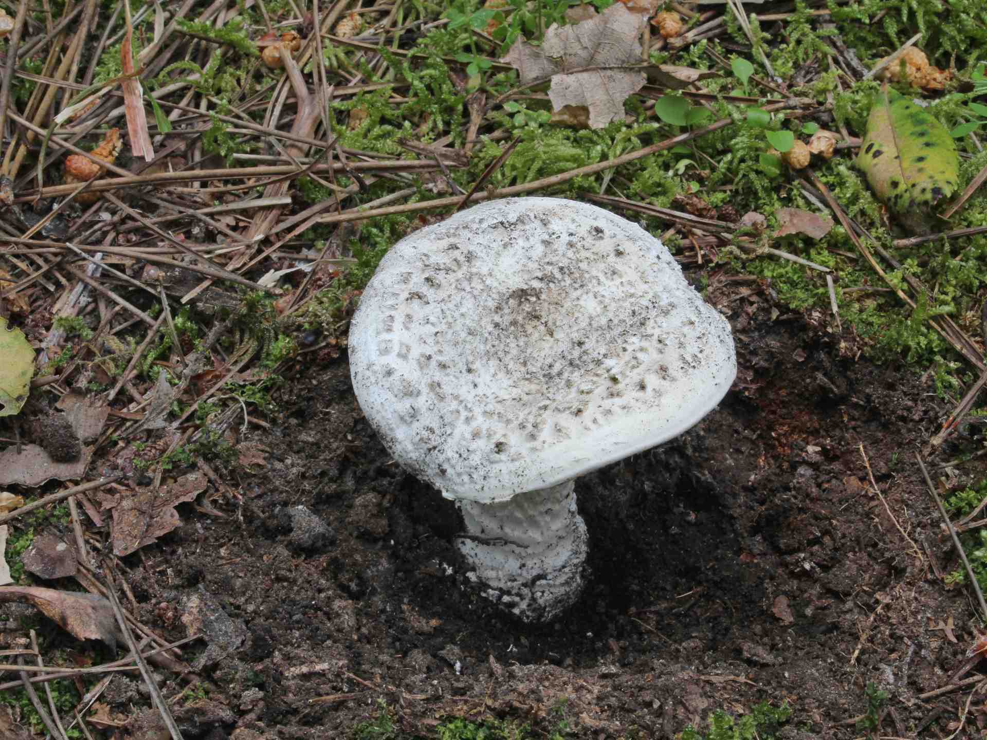Amanita boudieri f. boudieri Barla 1887.