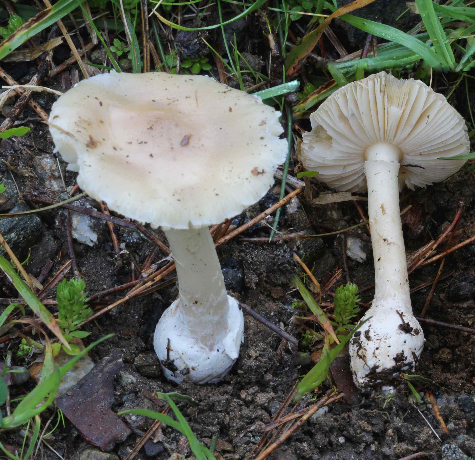 Amanita gemmata (Fr.) Bertill. 1866