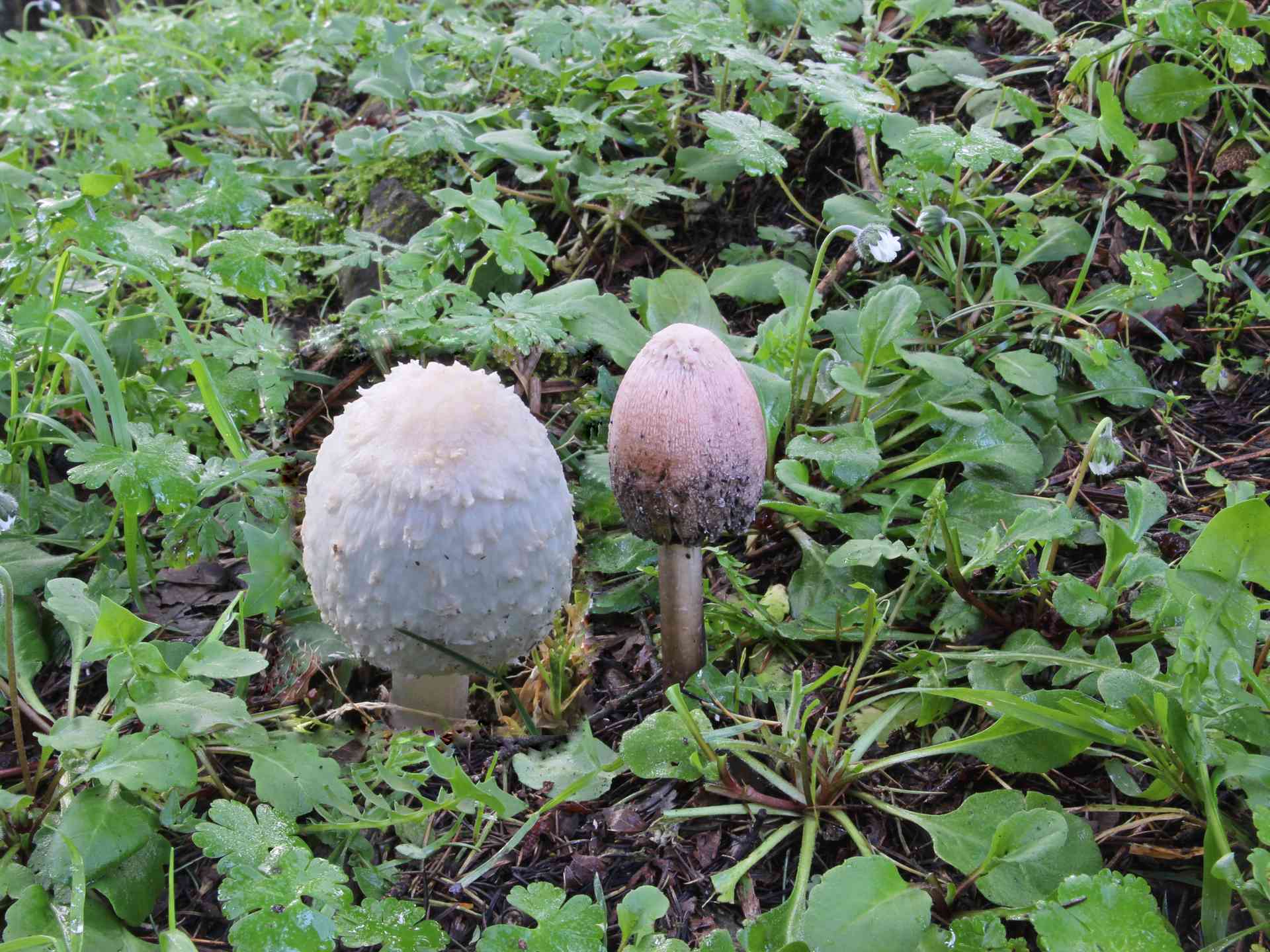 Coprinus comatus (OF. Mull.) Pers. 1797