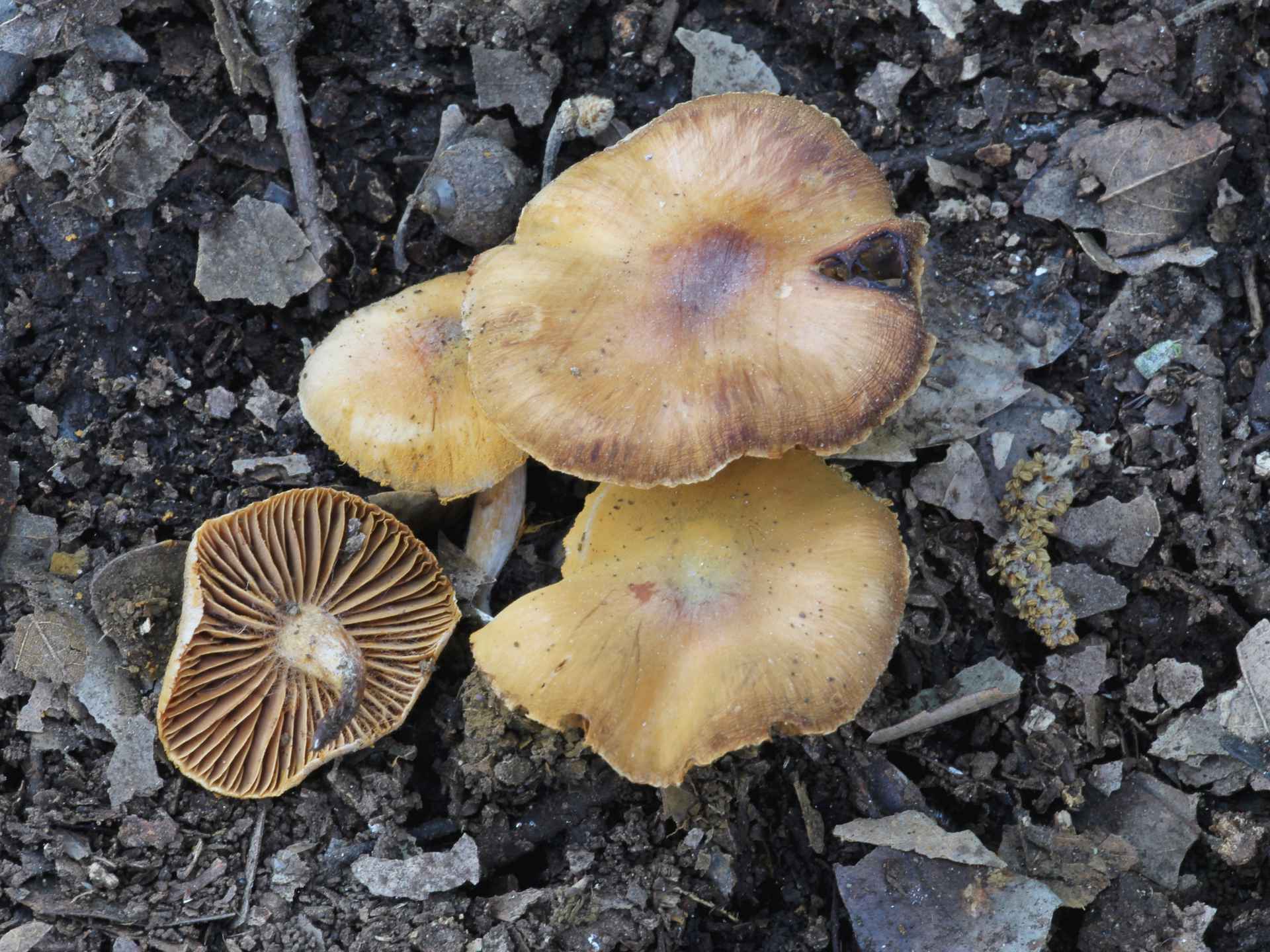 Cortinarius rigens (Pers.) Fr. 1838