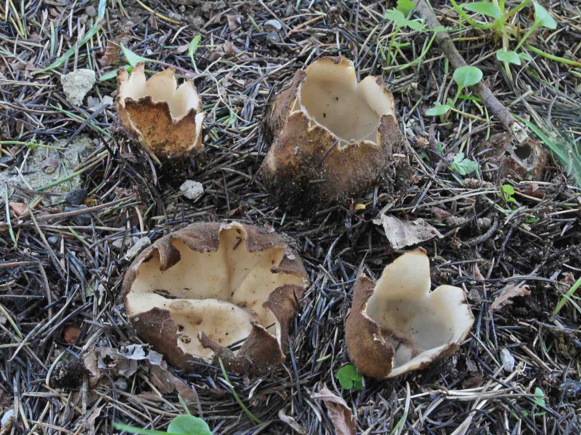 Geopora sumneriana (Cooke ex W. Phillips) M. Torre 1976