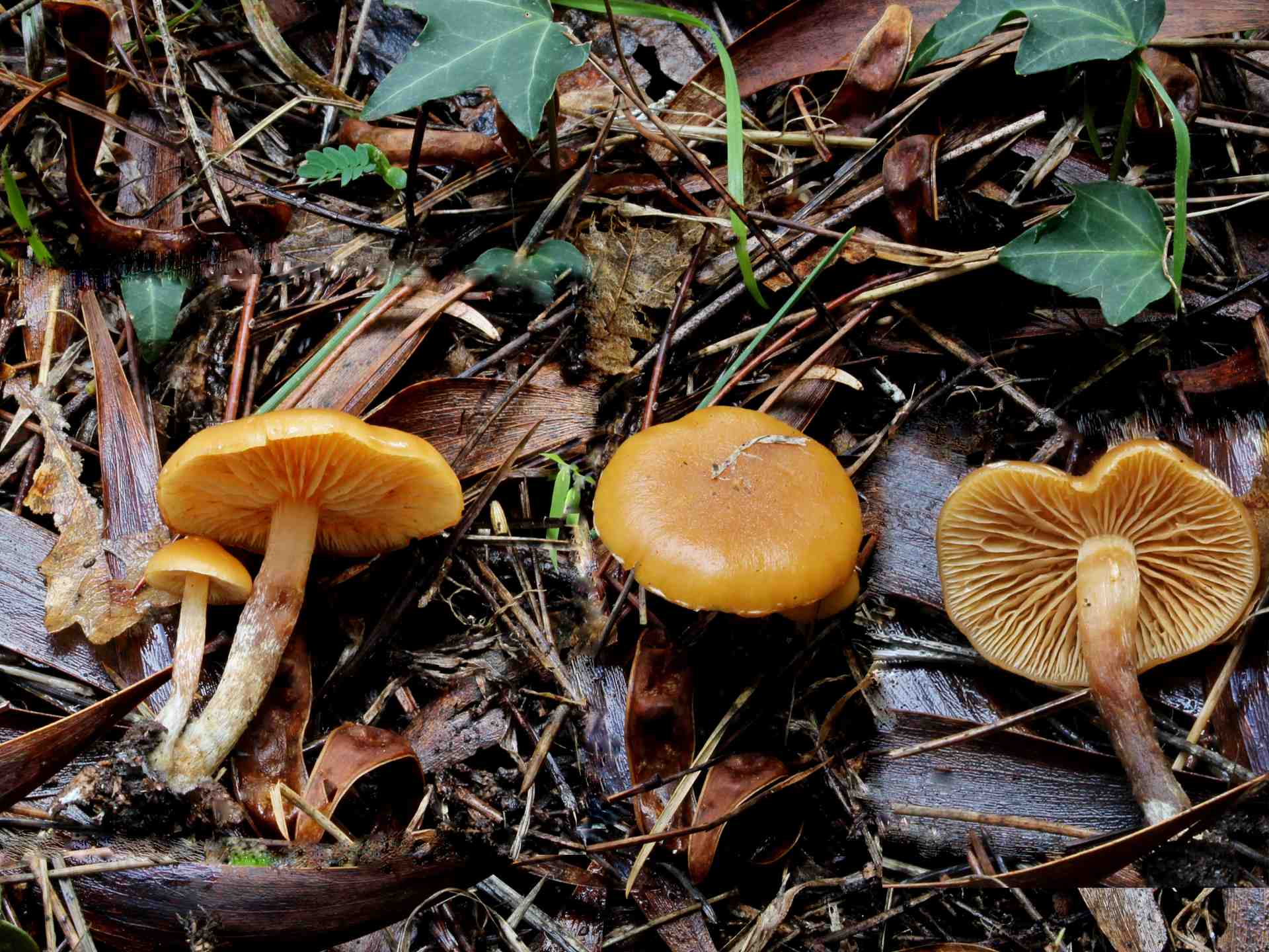 Gymnopilus picreus (Pers.) P. Karst. 1879