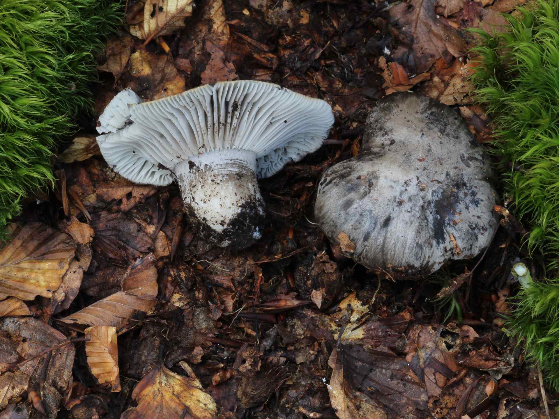 Hygrophorus. marzuolus (Fr.) Bres. 1893