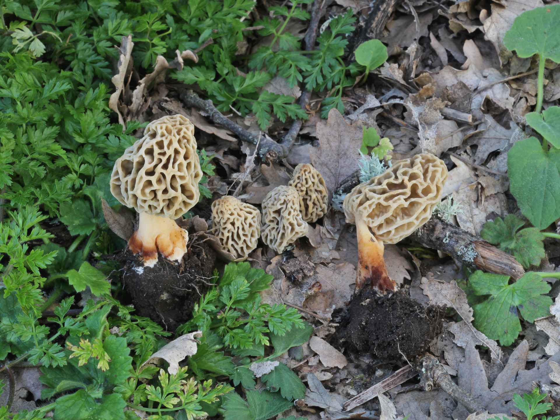 Morchella esculenta (L.) Pers. 1794