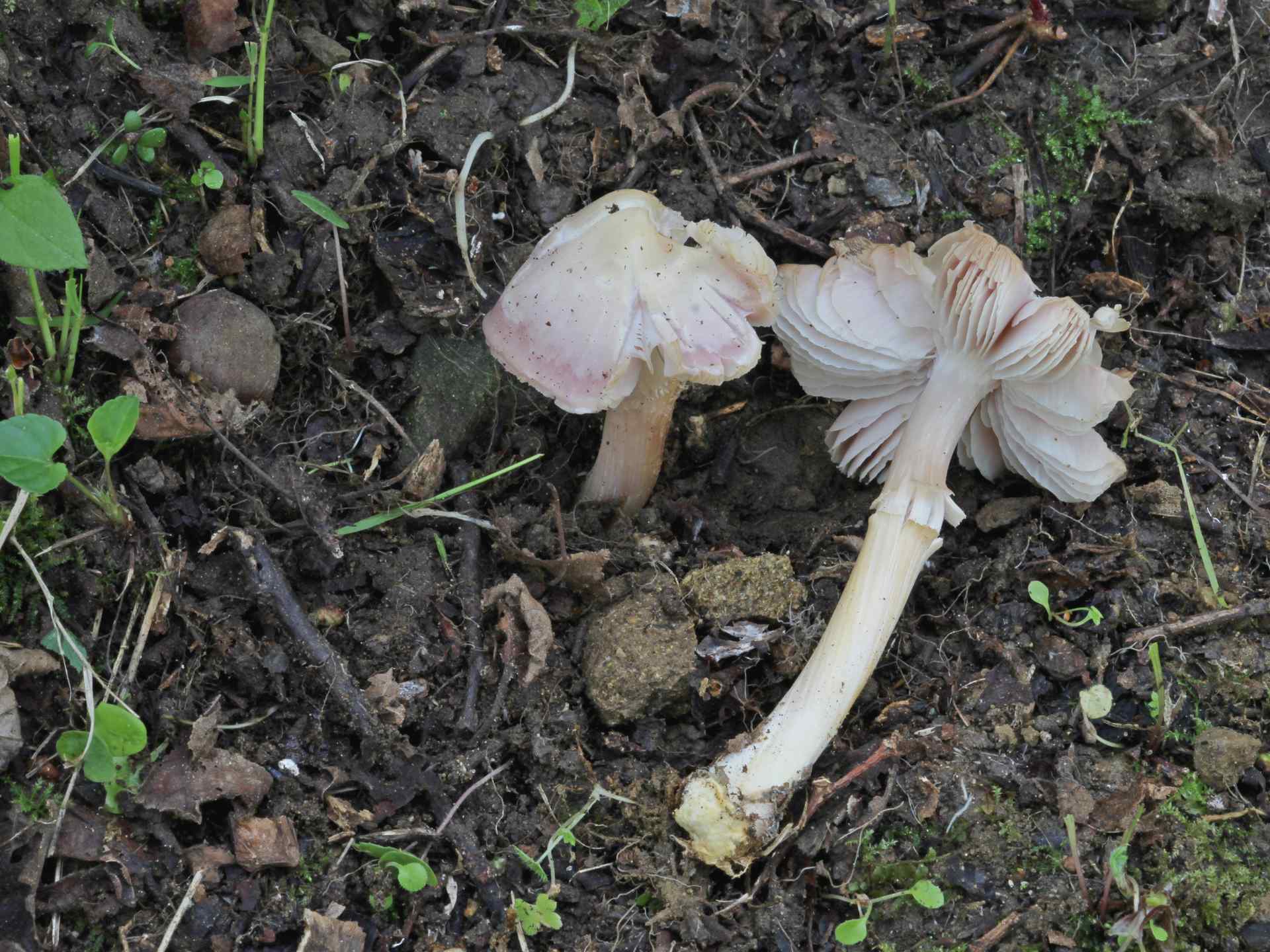 Mycena rosea Gramberg 1912