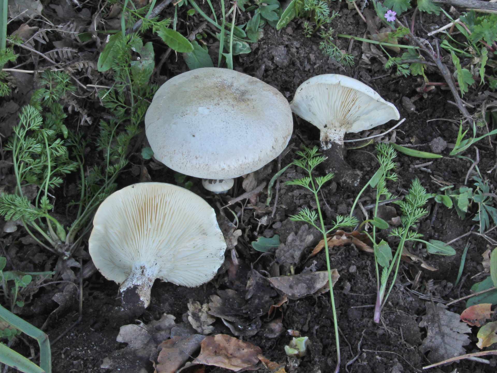 Pleurotus nebrodensis (Inzenga) Quél. 1886
