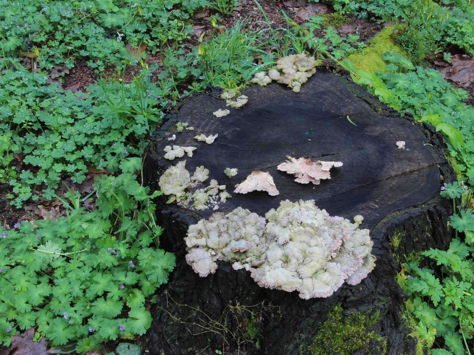 Schizophyllum commune Fr. 1815