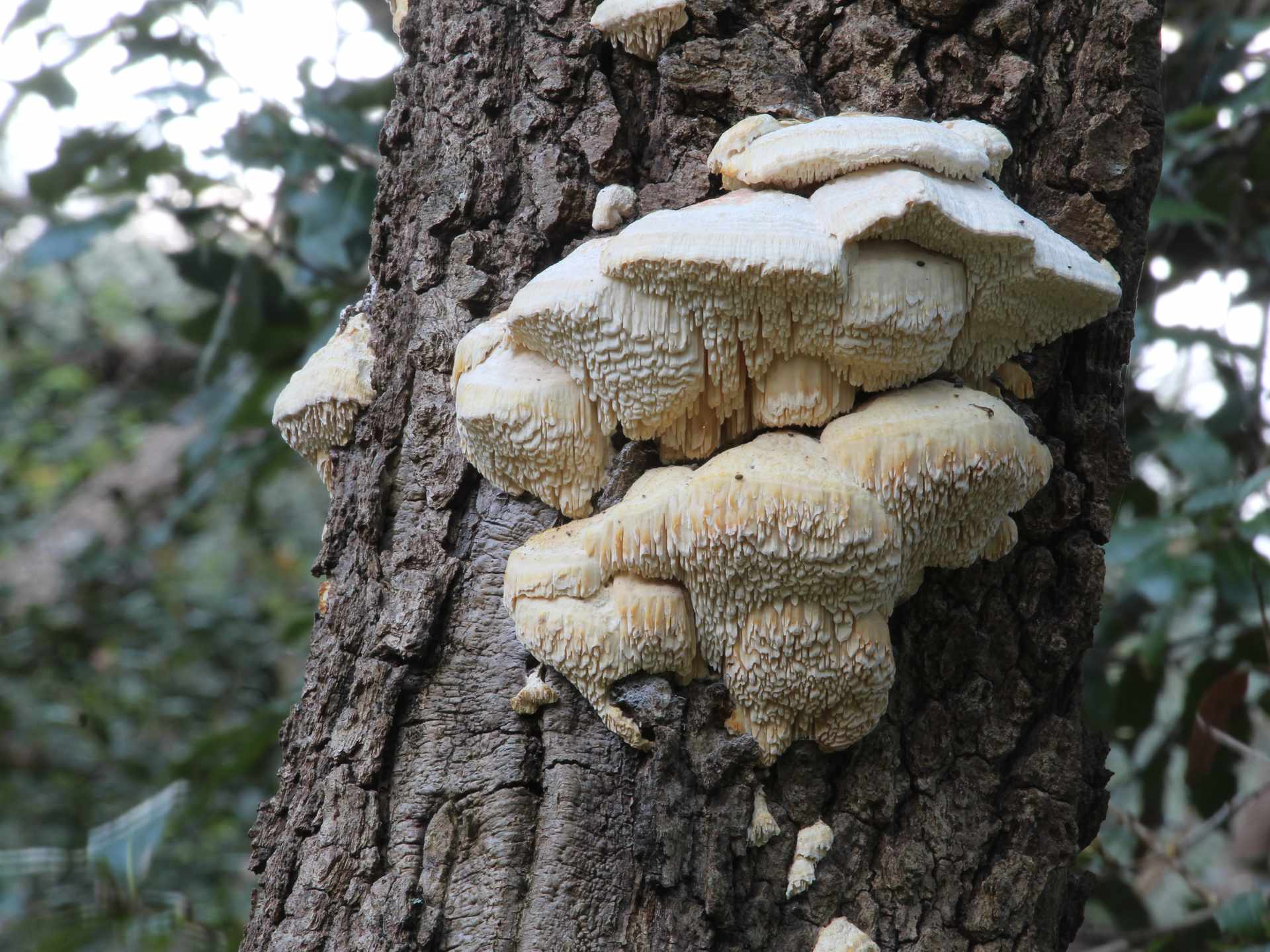 Spongipellis delectans - n.c. Somion delectans (Peck) Vlasàk & Spirin 2023.