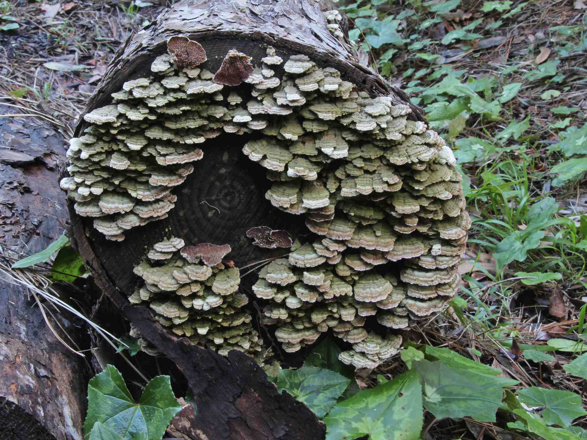 Trichaptum fuscoviolaceum (Ehrenb.) Ryvarden 1972